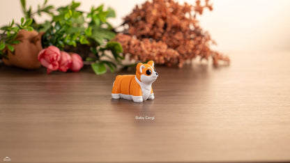 Baby Corgi