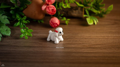 Baby Poodle