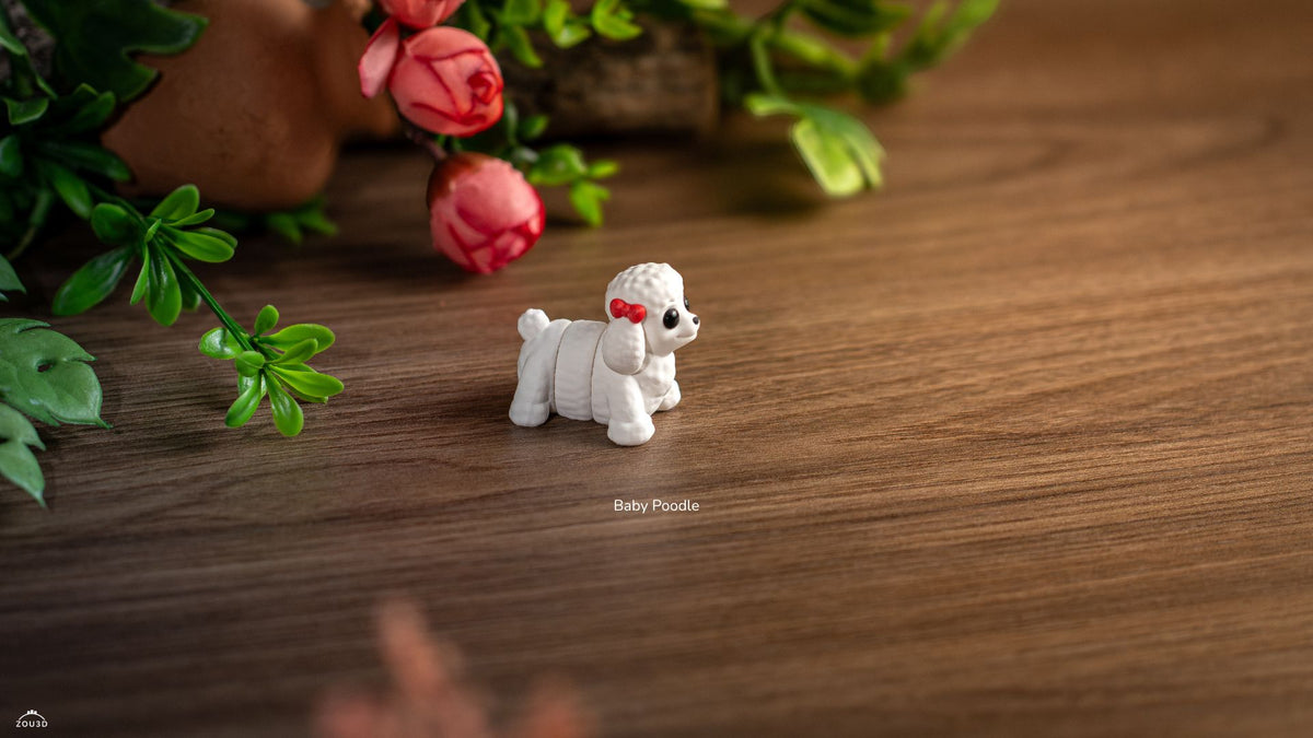 Baby Poodle