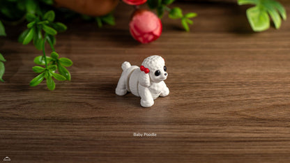 Baby Poodle