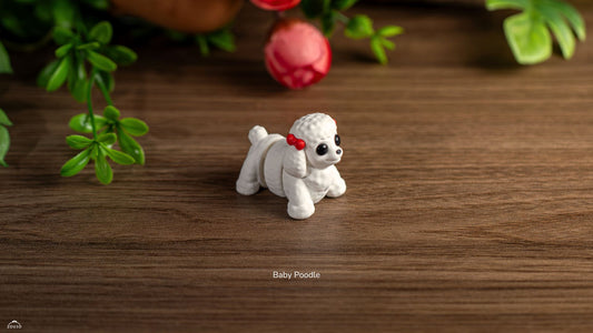Baby Poodle