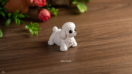 Baby Poodle